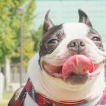 ベロ出しワンコ