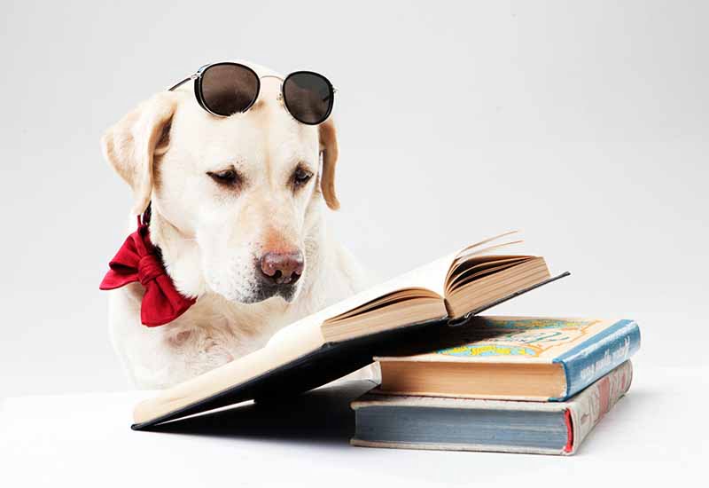 ラブラドルレトリバーと本