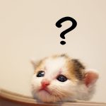 子猫のはてな