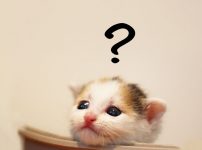 子猫のはてな