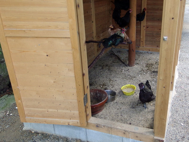 石神神社の御神鶏