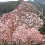 下千本駐車場付近の桜