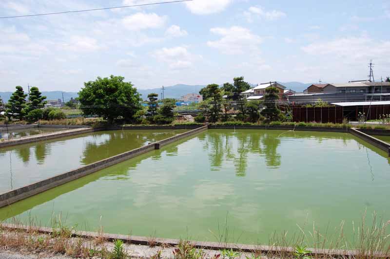 金魚の養殖池