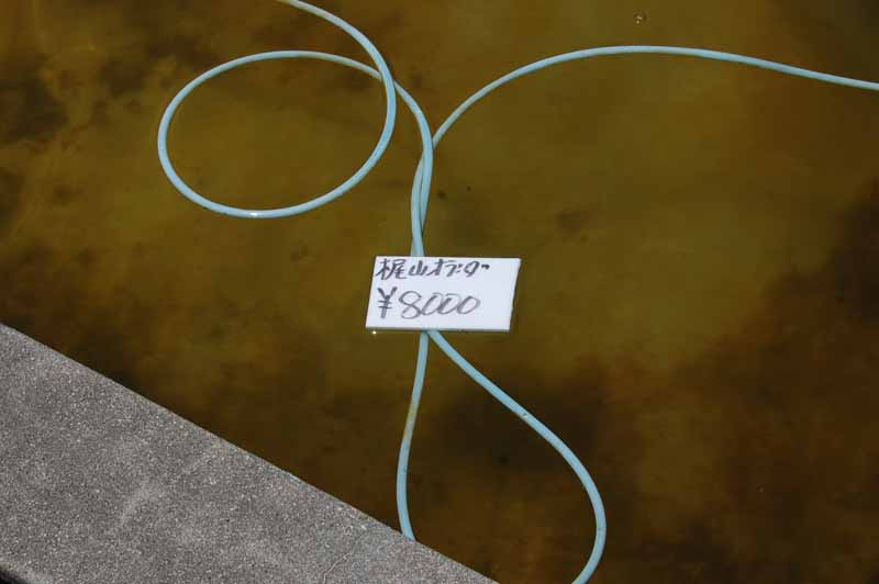 金魚梶山オランダ