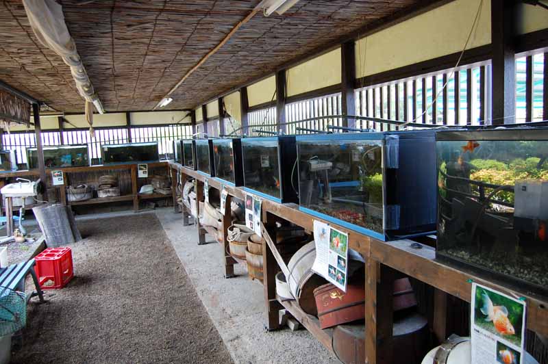 金魚資料館