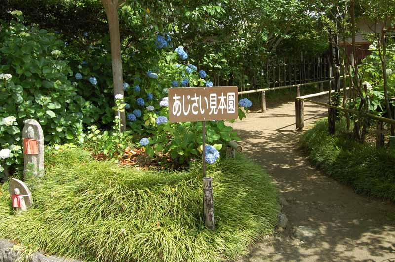 矢田寺あじさい見本園