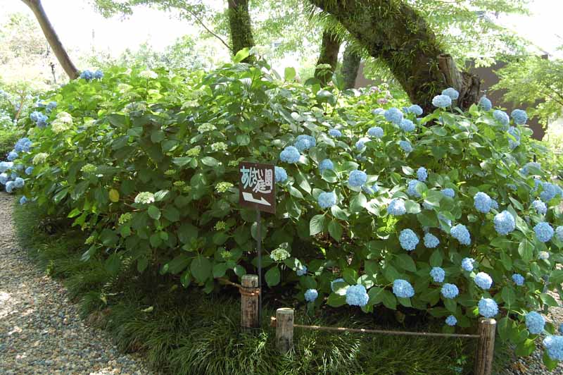 矢田寺あじさい庭園