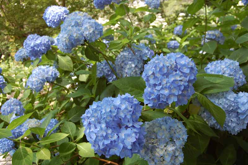 矢田寺あじさい庭園