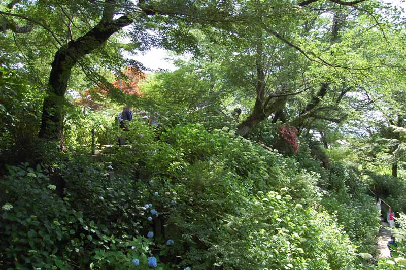 矢田寺あじさい庭園