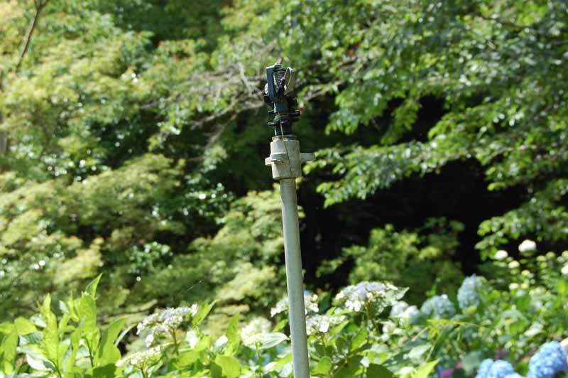 矢田寺あじさい庭園