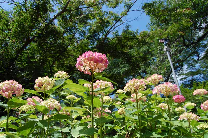 矢田寺あじさい庭園