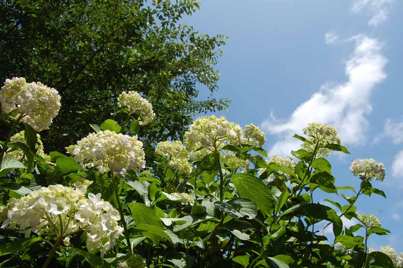 矢田寺あじさい庭園