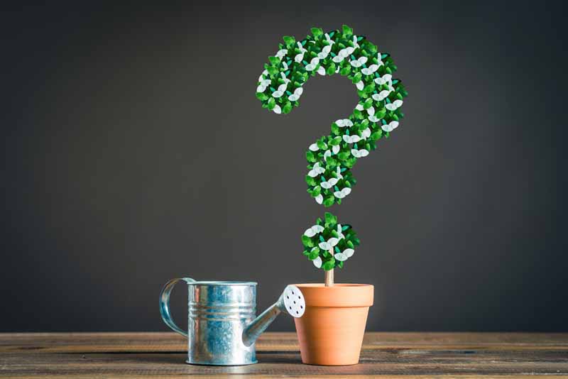 はてなの植物を育てる