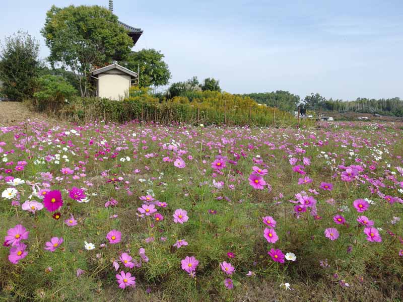 法起寺周辺のコスモス