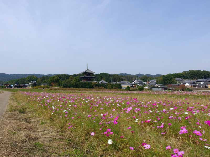 法起寺周辺のコスモス