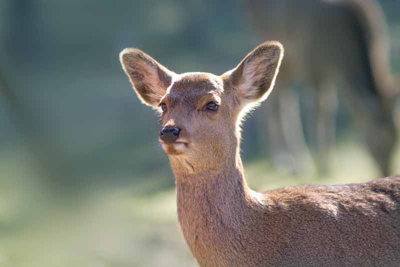 奈良公園の鹿