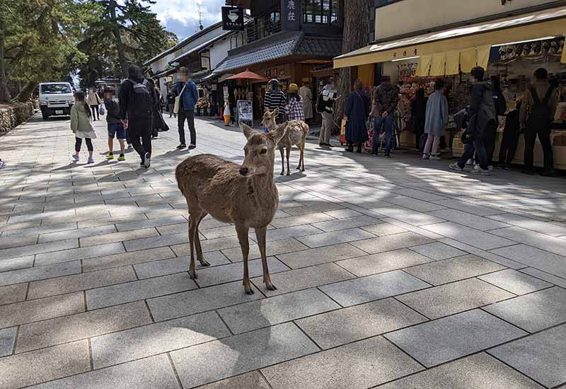 奈良公園のシカ