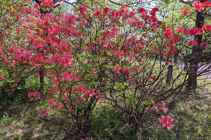 馬見丘陵公園のツツジ