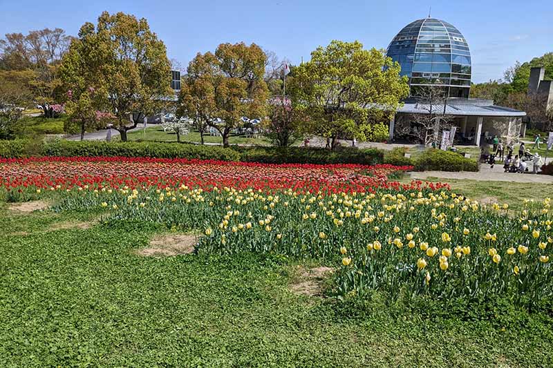 馬見丘陵公園のチューリップ