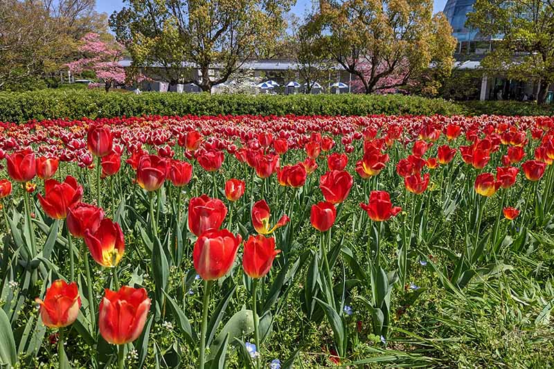 馬見丘陵公園のチューリップ