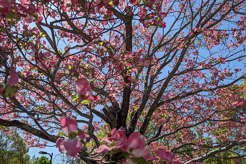 馬見丘陵公園のハナミズキ