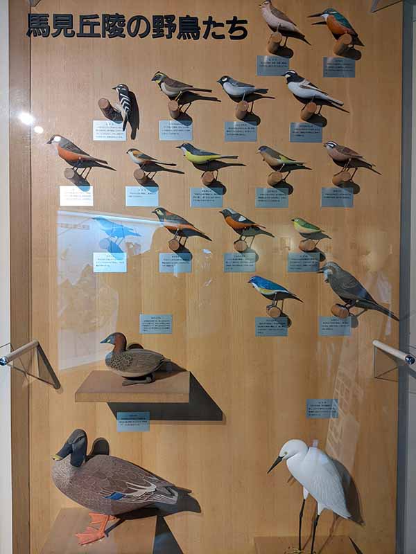 馬見丘陵公園の野鳥