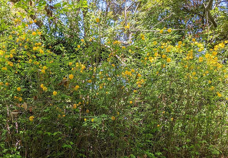 馬見丘陵公園のヤマブキ