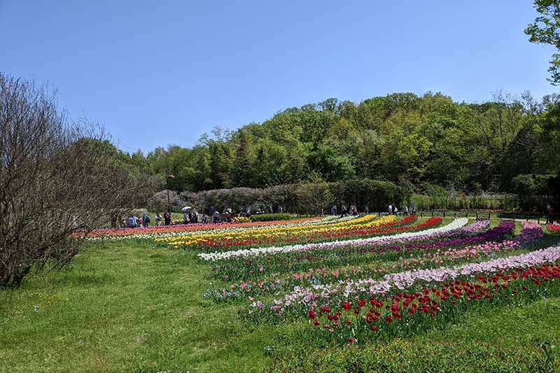 馬見丘陵公園のチューリップ