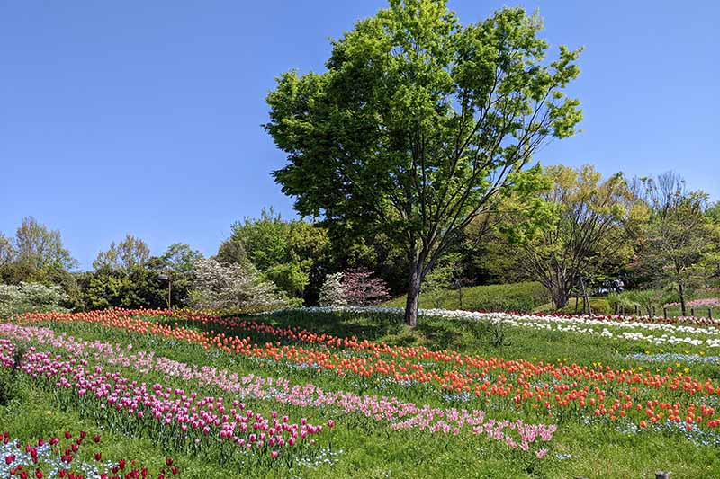 馬見丘陵公園のチューリップ