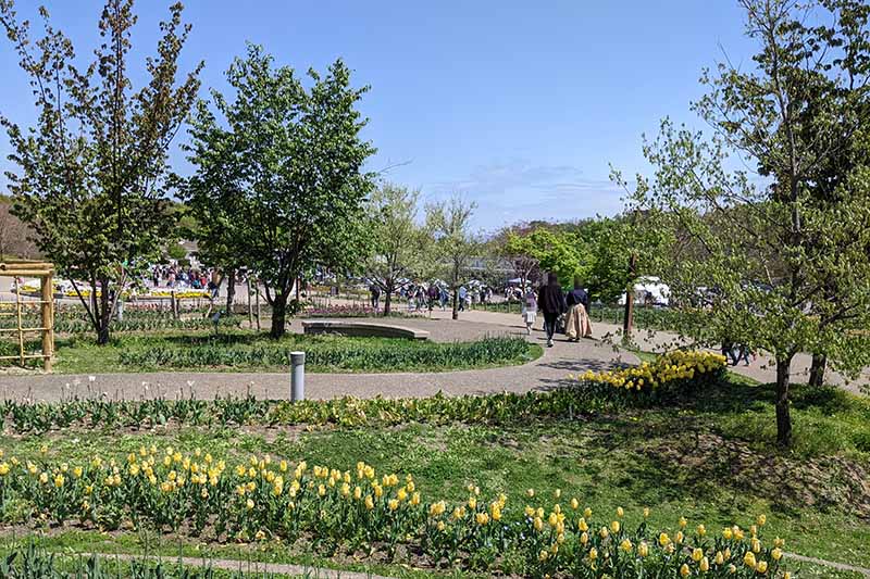 馬見丘陵公園のチューリップ