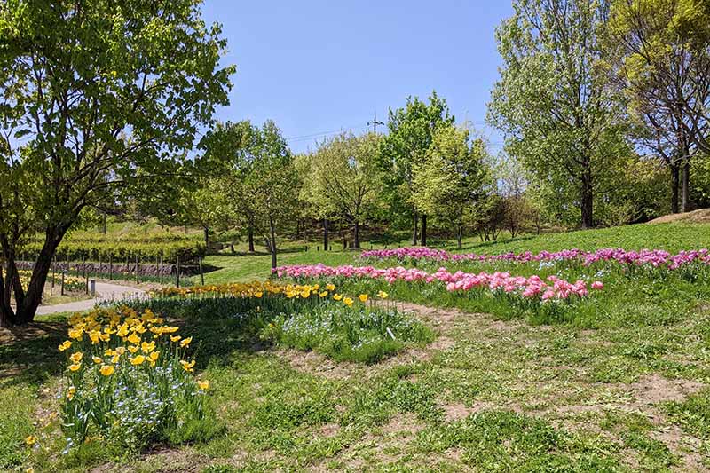 馬見丘陵公園のチューリップ