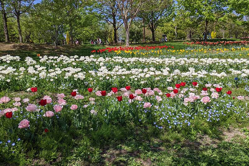 馬見丘陵公園のチューリップ