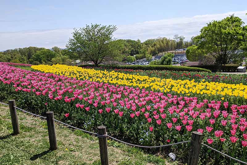 馬見丘陵公園の花の広場