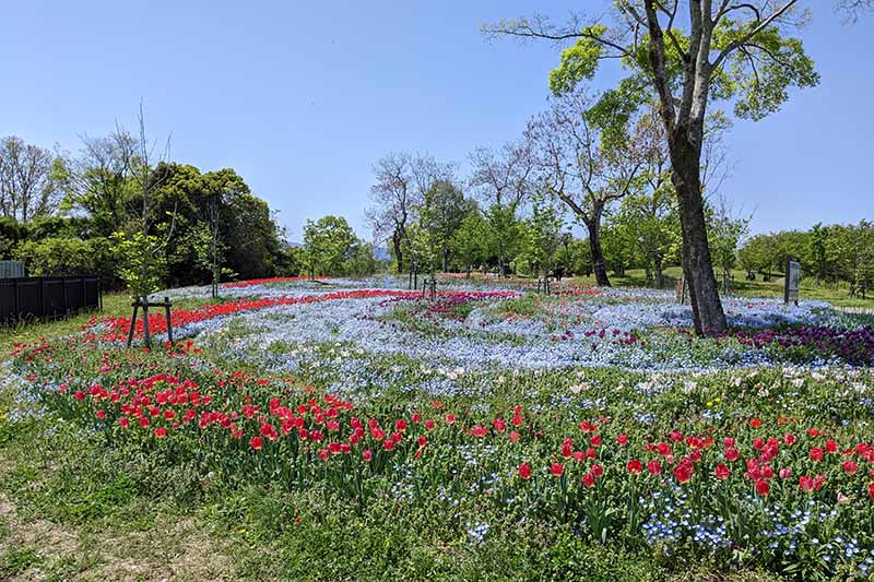 馬見丘陵公園のチューリップ
