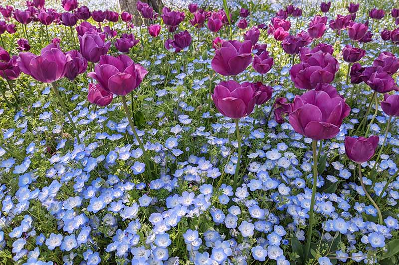 馬見丘陵公園のネモフィラ