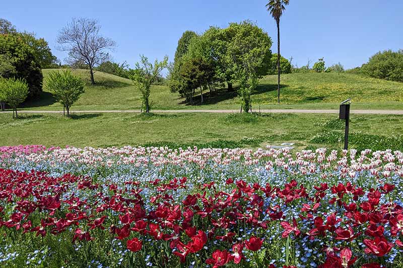 馬見丘陵公園のチューリップ
