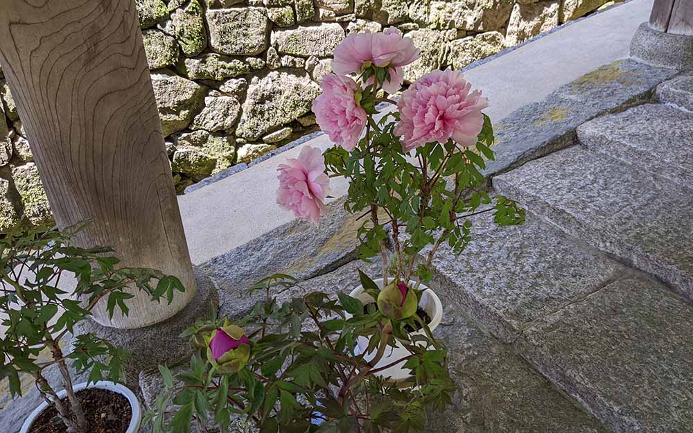 長谷寺の牡丹