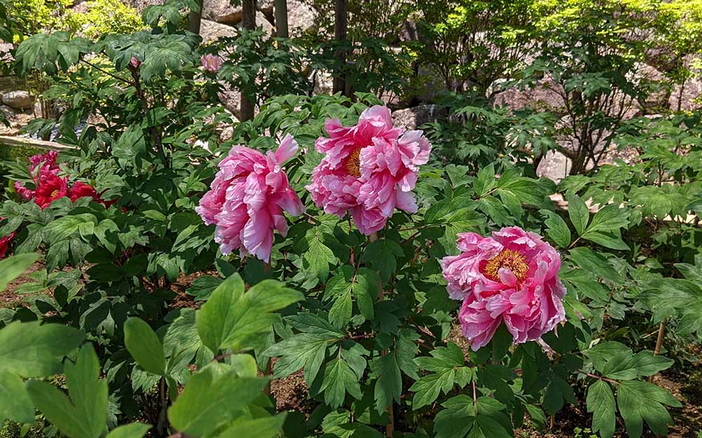 長谷寺のぼたん