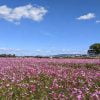 中宮寺跡史跡のコスモス畑