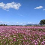 中宮寺跡史跡のコスモス畑