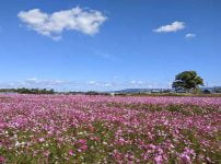 中宮寺跡史跡のコスモス畑