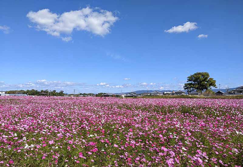 中宮寺跡史跡のコスモス畑