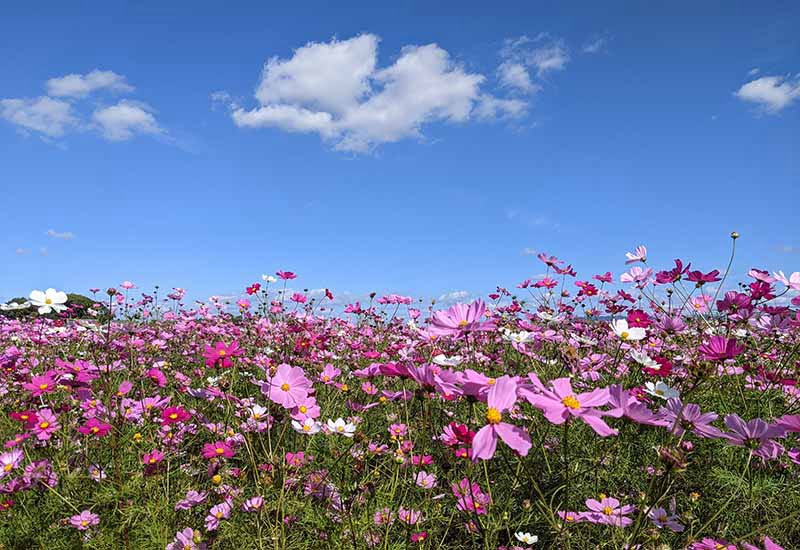 中宮寺跡史跡公園、コスモス