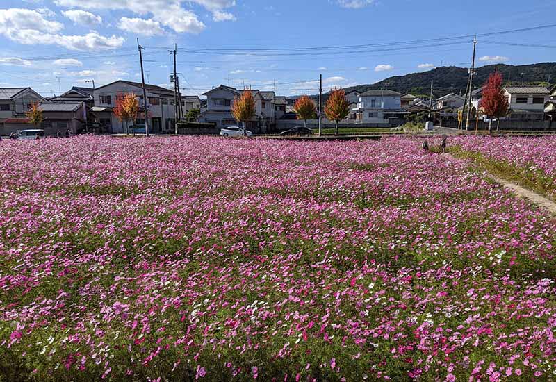 中宮寺跡史跡公園、コスモス