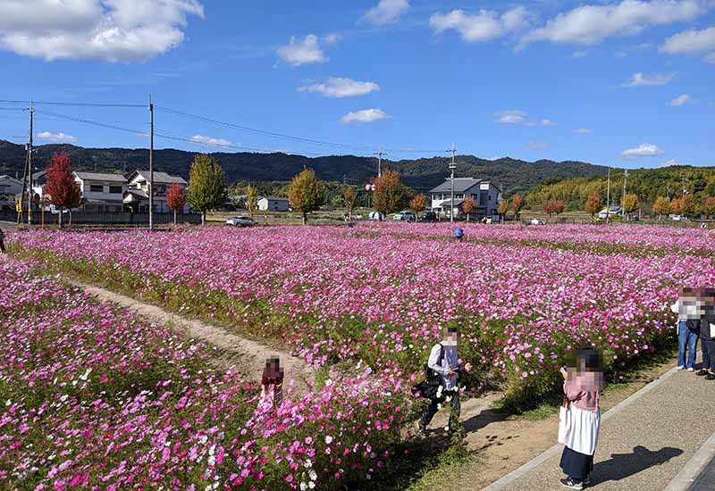 中宮寺跡史跡公園、コスモス