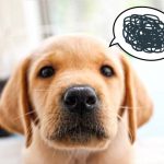 悩む犬