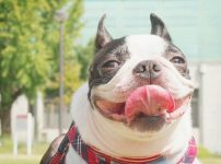 ベロ出しワンコ