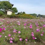 法起寺周辺のコスモス